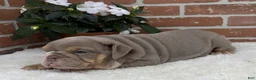 English Bulldog dogs for sale: Savannah - Ad 2