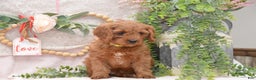 Cavapoo dogs for sale: Jeffrey - Ad 2