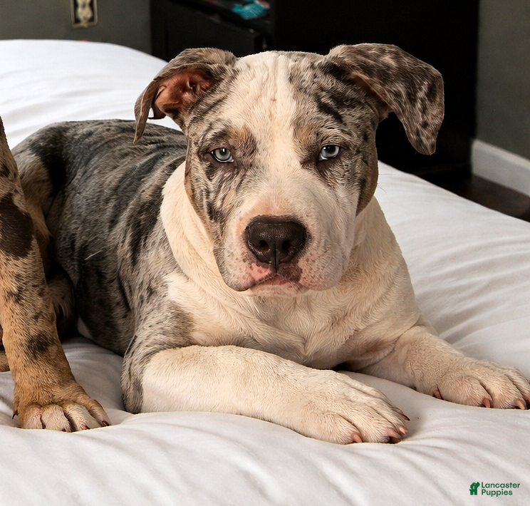 American Bully dogs "AL B SURE" TRI MERLE - Ad 5