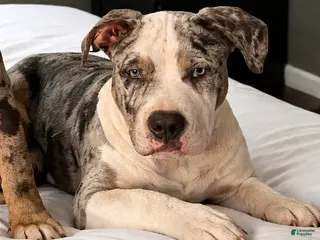 American Bully dogs "AL B SURE" TRI MERLE - Ad 5