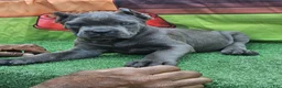 Cane Corso dogs for sale: GIZZY - Ad 4