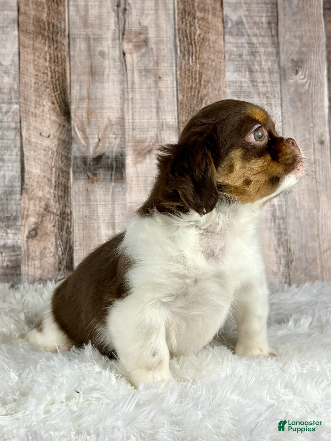 Shih Tzu dogs for sale: Girl Kinsley - 8935 - Ad 2