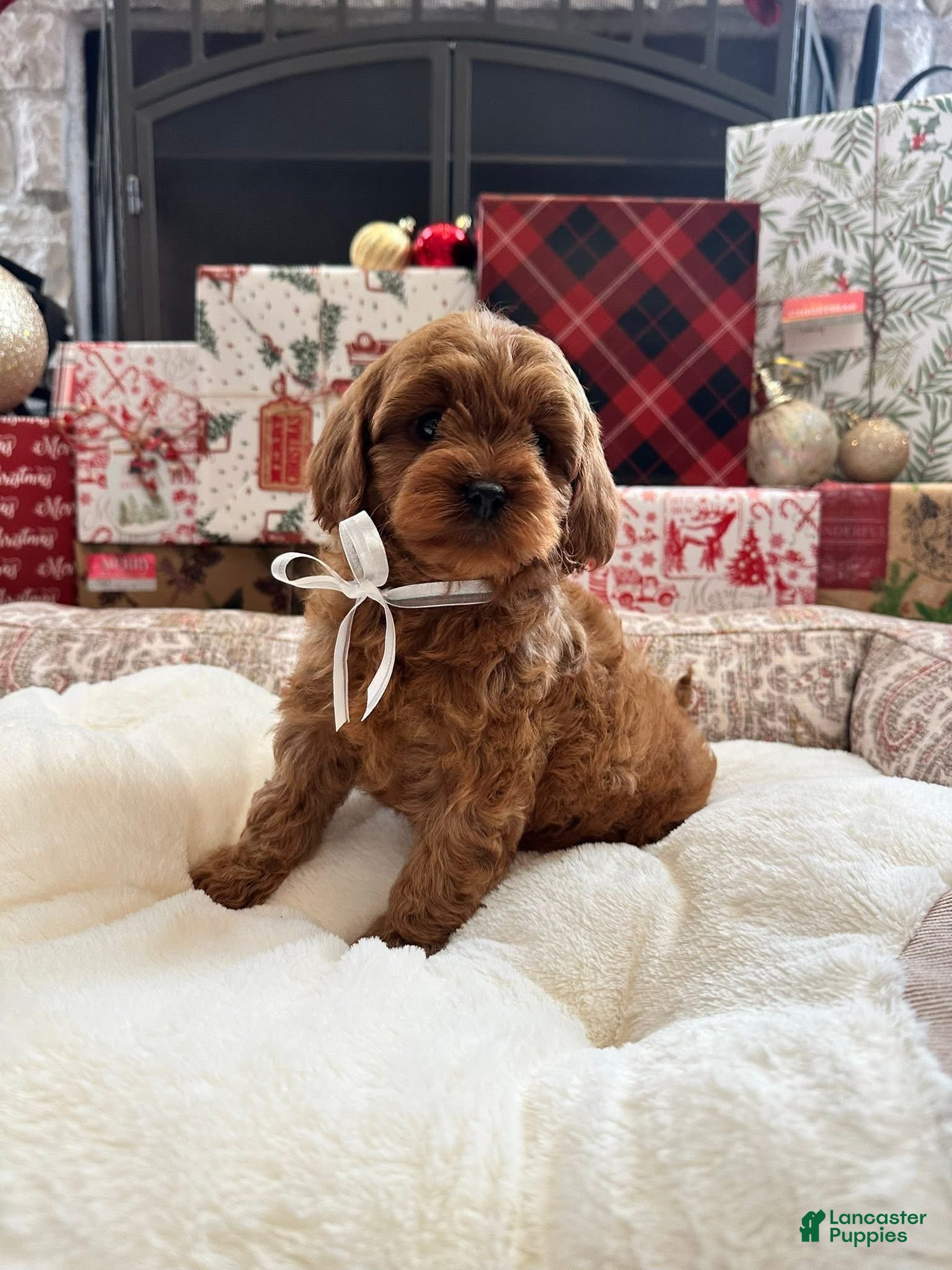 Cavapoo dogs Eleanor - Ad 42