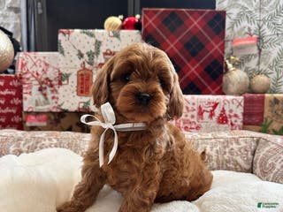 Cavapoo dogs Eleanor - Ad 11