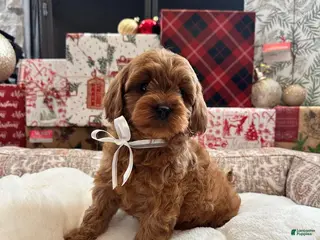 Cavapoo dogs Eleanor - Ad 14