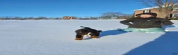 Bernese Mountain Dog dogs for sale: Bernese Mountain Dog Puppy 1 - Ad 2