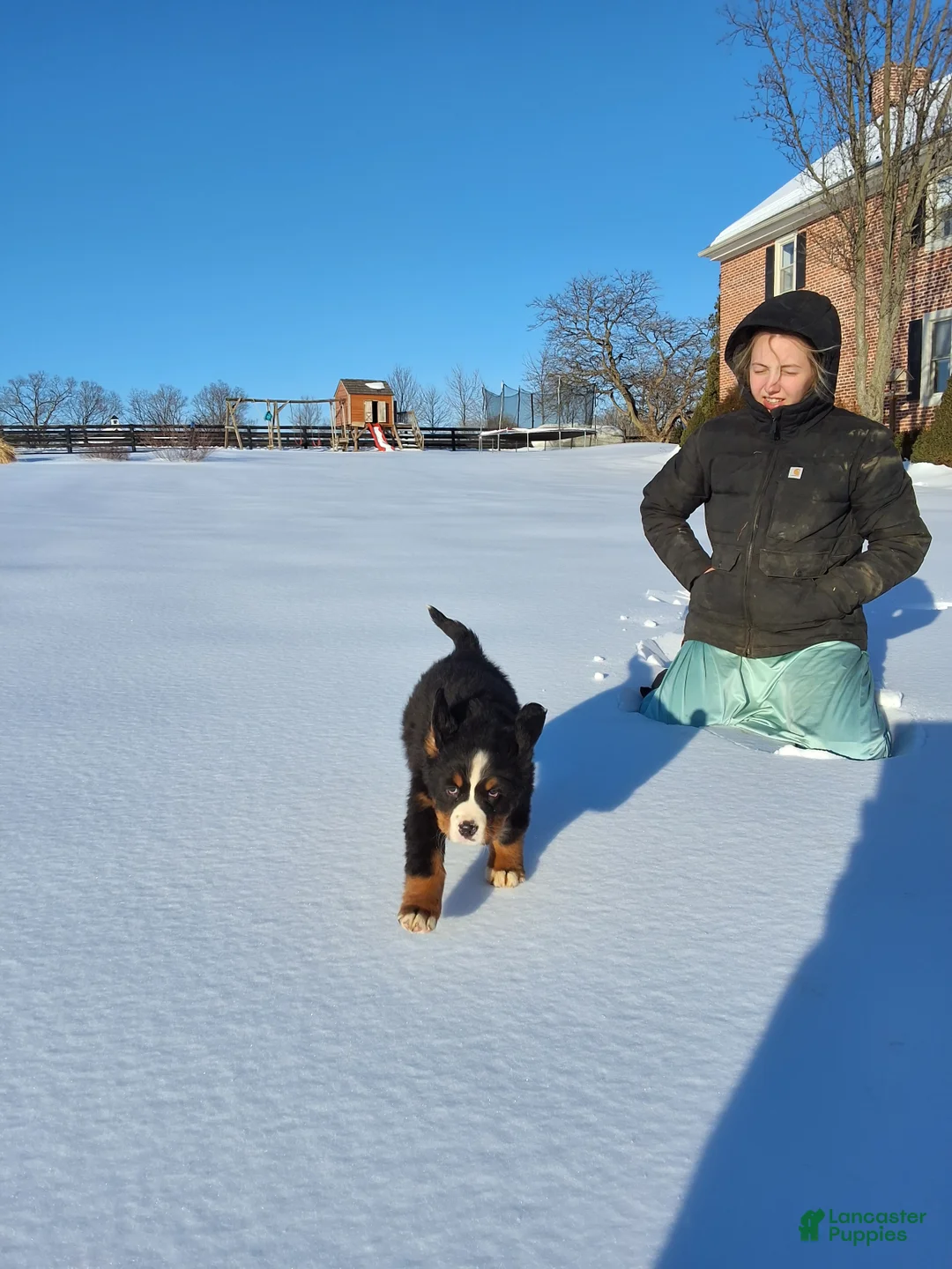 Bernese Mountain Dog dogs for sale: Bernese Mountain Dog Puppy 1 - Ad 2