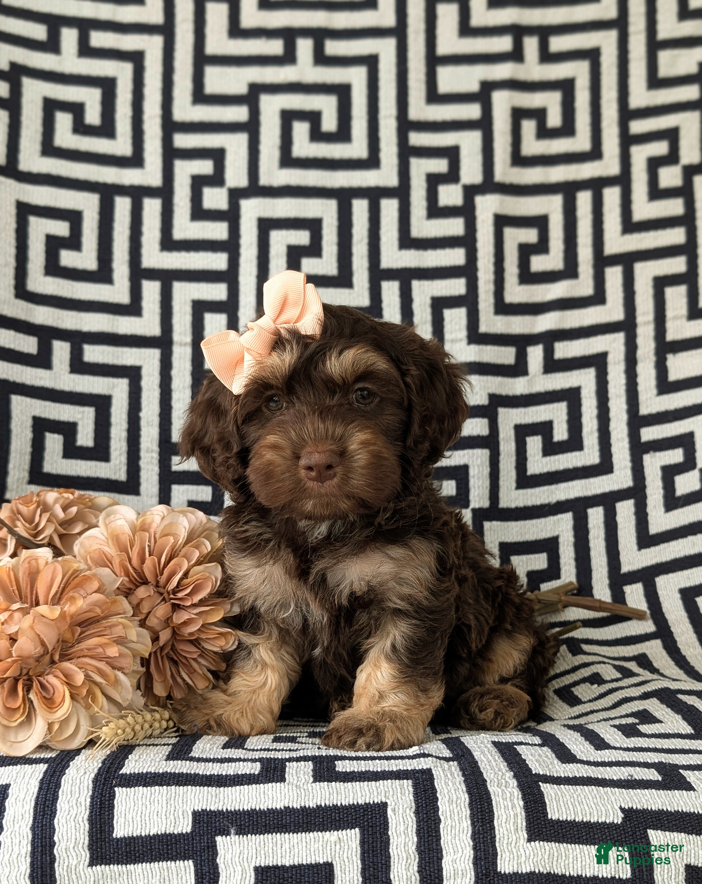 Cockapoo dogs Anika - Ad 1