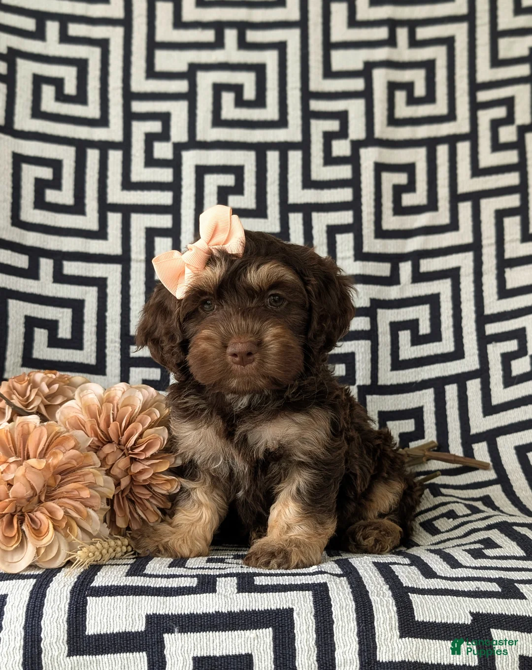 Cockapoo dogs for sale: Anika - Ad 1