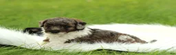 Bichpoo dogs for sale: River - Ad 3