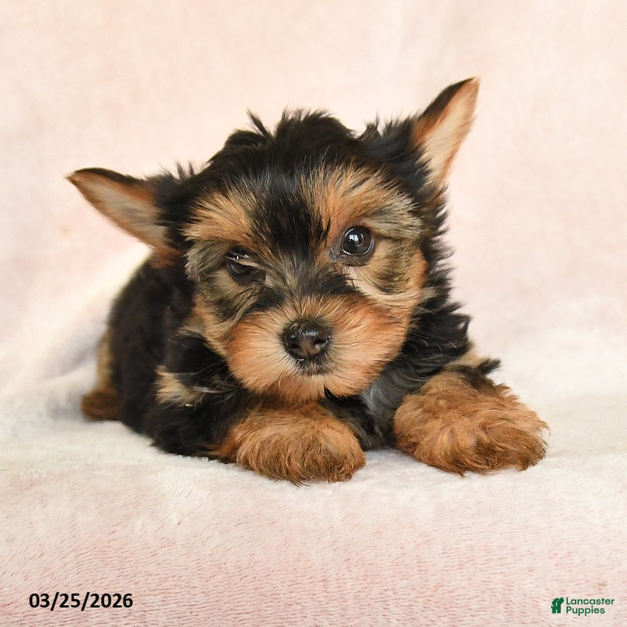 Yorkshire Terrier dogs Oscar - Ad 2