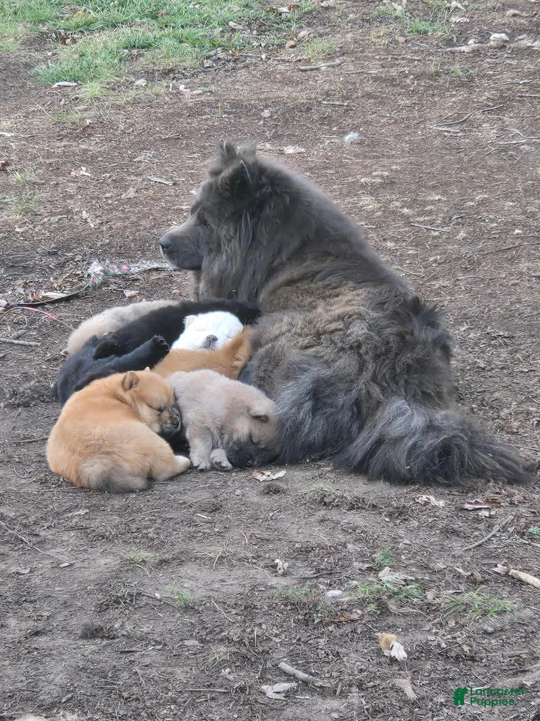 Chow Chow dogs for sale: Lil Red - Ad 6