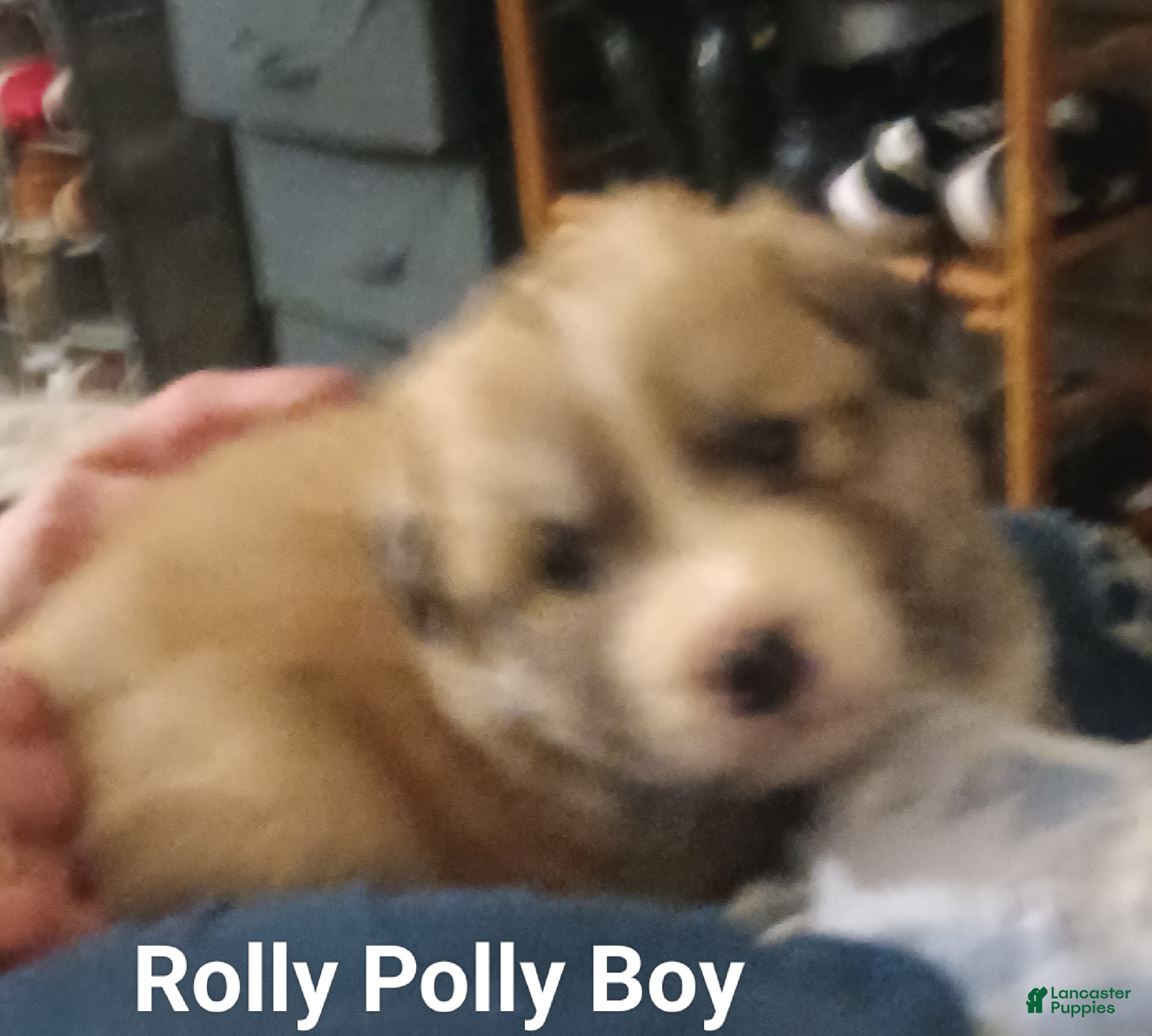 Mixed Breed dogs Rolly Polly  - Ad 29