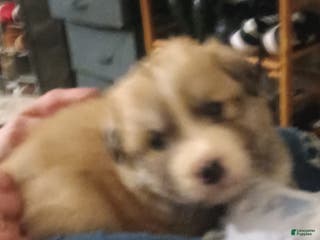 Mixed Breed dogs Rolly Polly - Ad 29