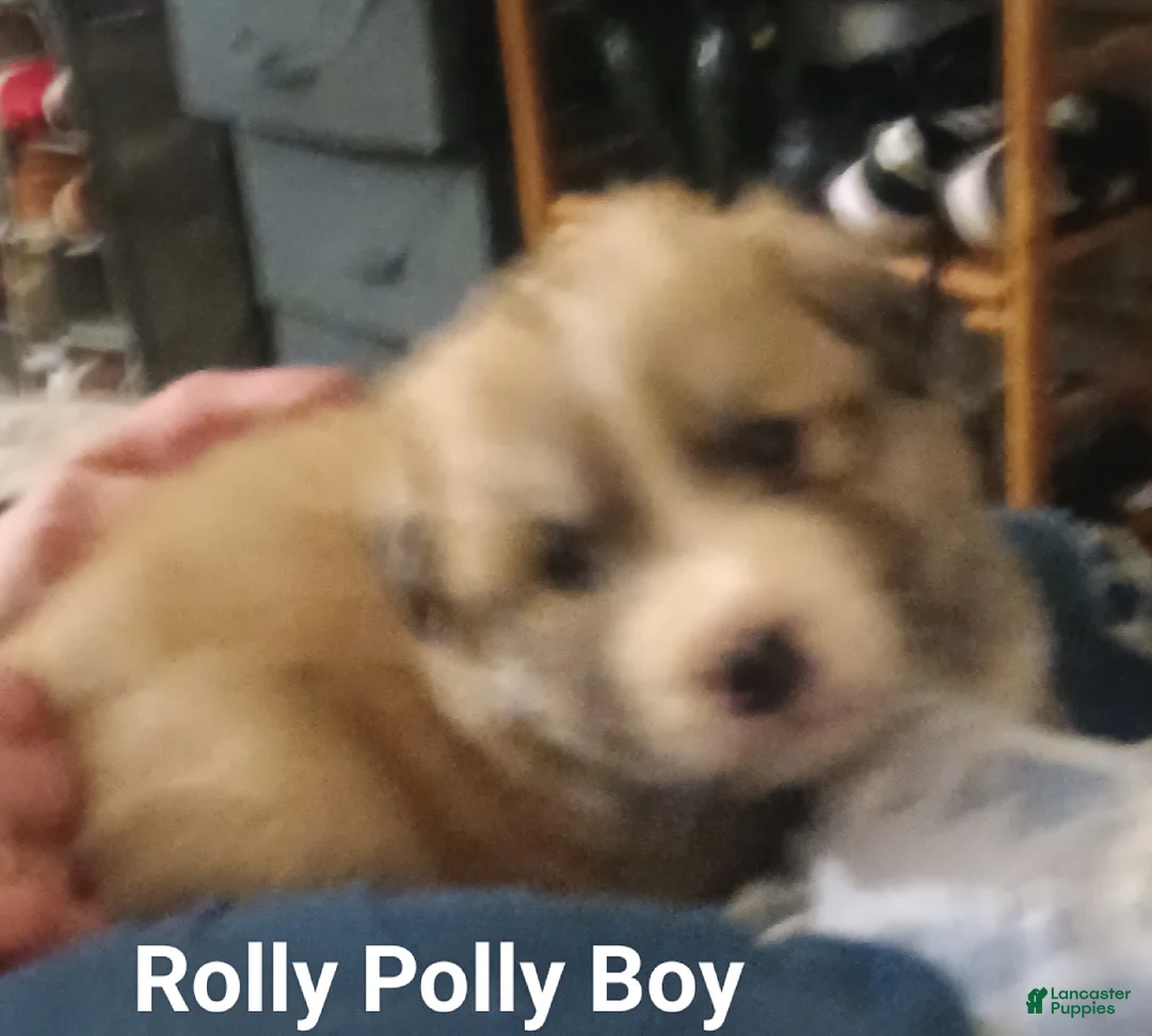 Mixed Breed dogs for sale: Rolly Polly  - Ad 1