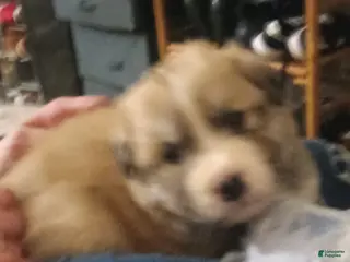 Mixed Breed dogs Rolly Polly - Ad 10