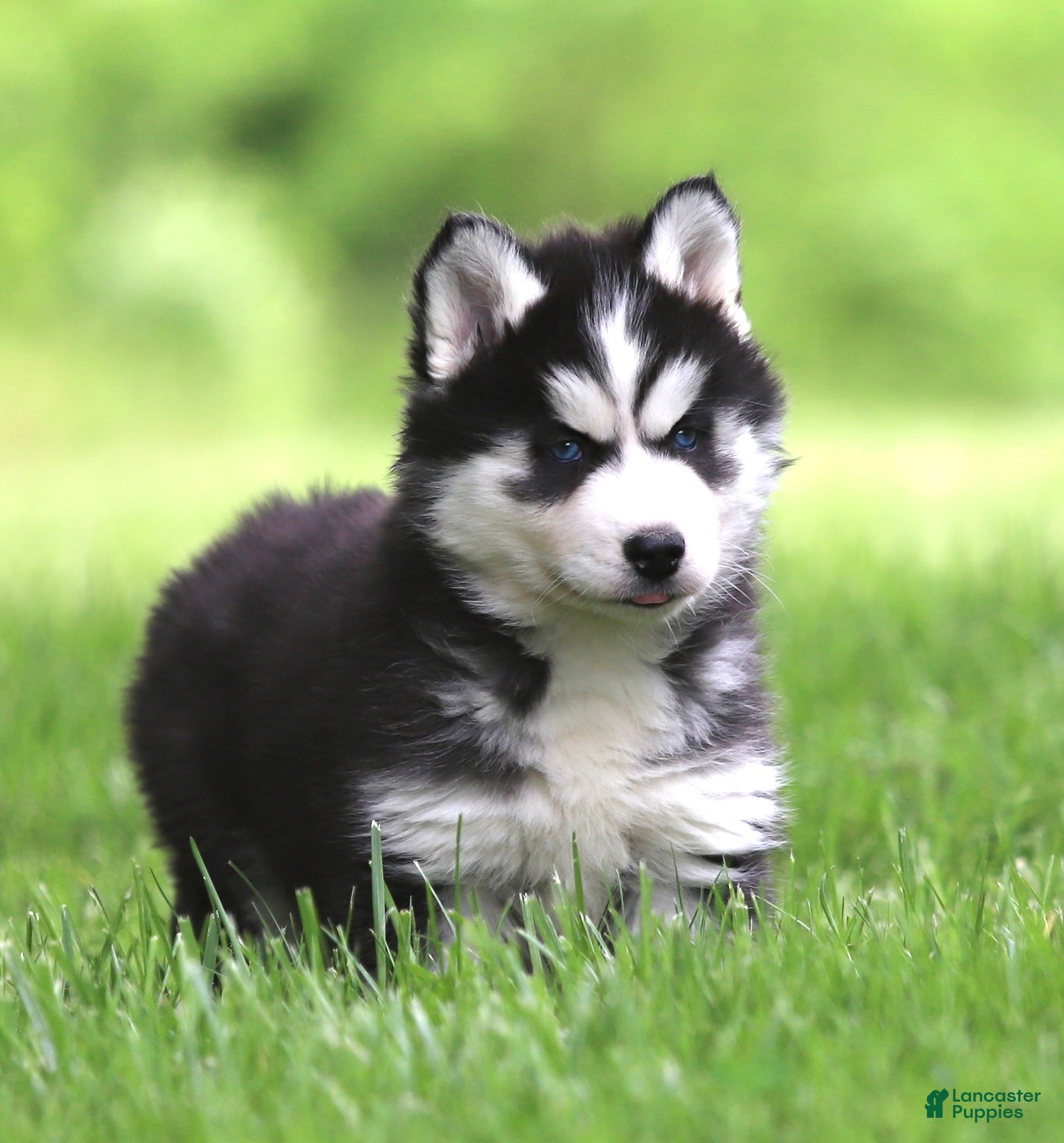 Siberian Husky dogs for sale: Bridget - Ad 3
