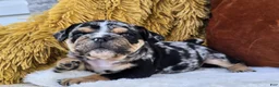 English Bulldog dogs for sale: Rubble - Ad 3