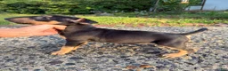 Miniature Bull Terrier dogs for sale: Miniature Bull Terrier 1 - Ad 4