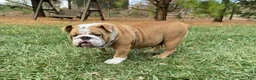 English Bulldog dogs for sale: Violet - Ad 8