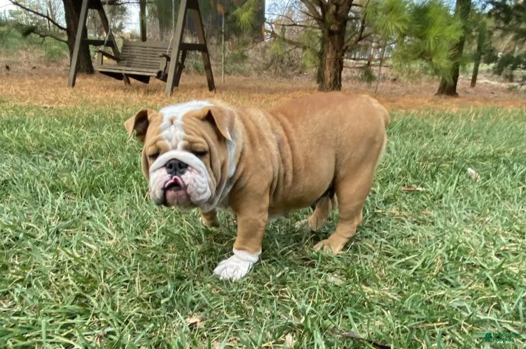 English Bulldog dogs for sale: Violet - Ad 8