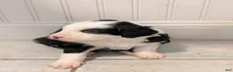 Sheepadoodle dogs for sale: Sheepadoodle Puppy 4 - Ad 14