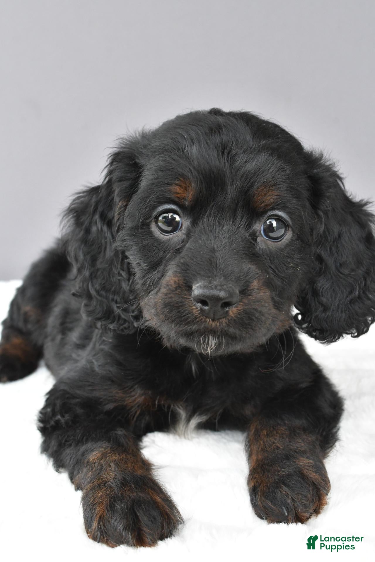 Cockapoo dogs for sale: Jessica - Ad 2