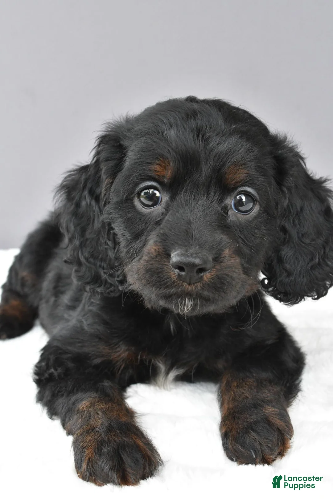 Cockapoo dogs for sale: Jessica - Ad 2