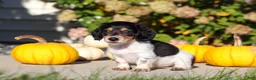 Dachshund dogs for sale: Lucy - Ad 4