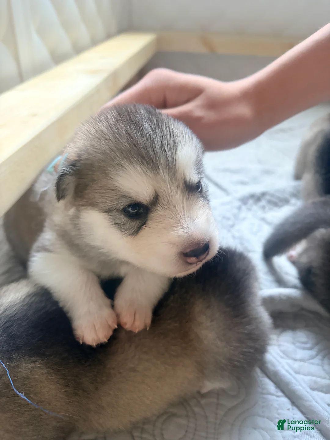 Mixed Breed dogs for sale: Miss White - Ad 2