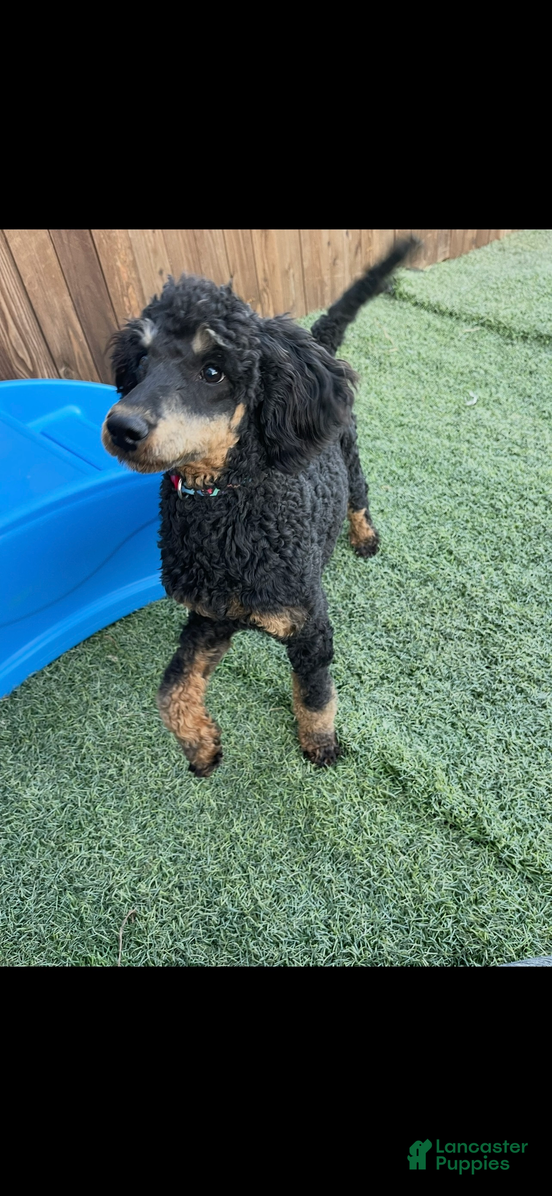 Miniature Poodle dogs for sale: Akc Clear 🧬 Moyen Boy Cinch - Ad 10