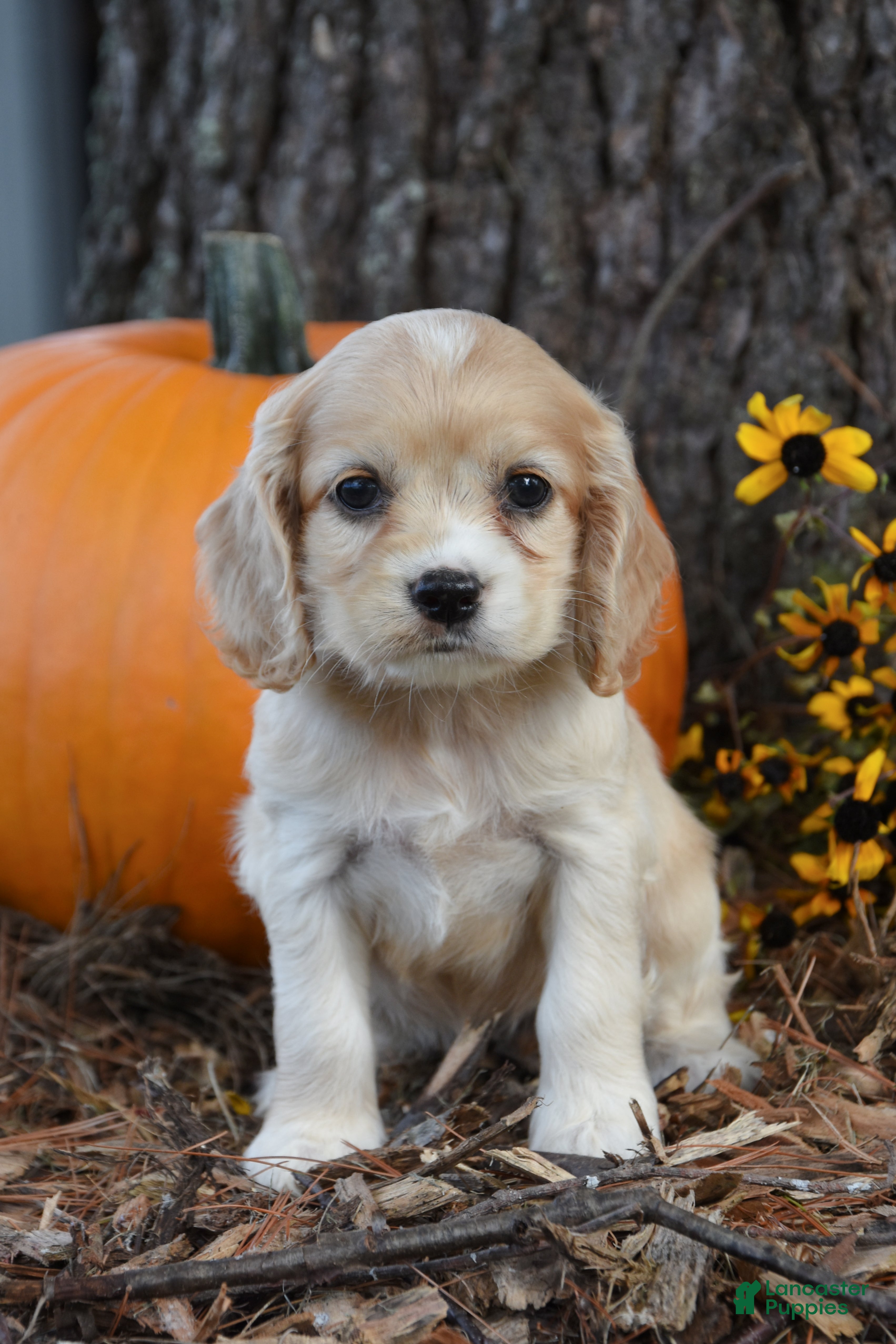 Cocker Spaniel dogs Macey - Ad 1