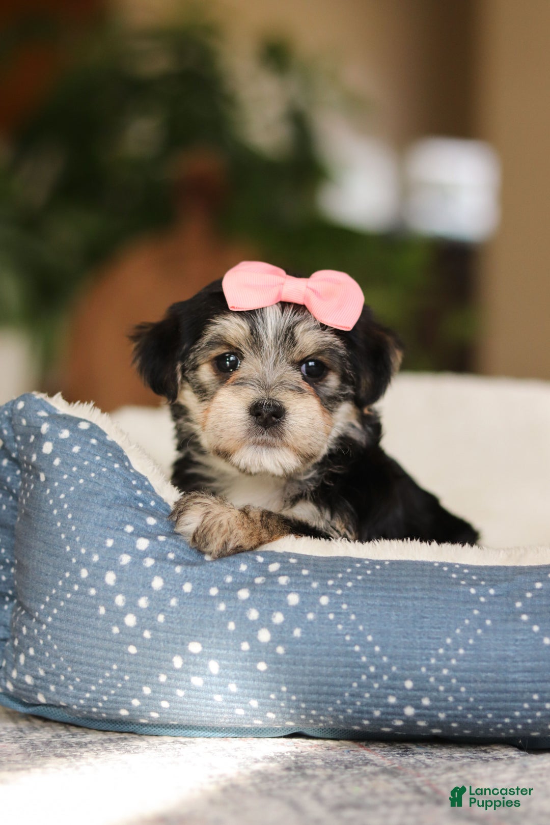 Morkie dogs for sale: Nora - Ad 2