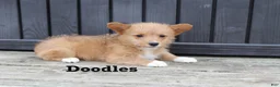 Corgipoo dogs for sale: Doodles - Ad 3