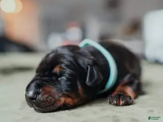 Doberman Pinscher dogs Titan Bones Goliath - Ad 20