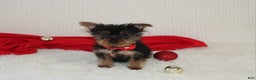 Yorkshire Terrier dogs for sale: Donnie - Ad 13