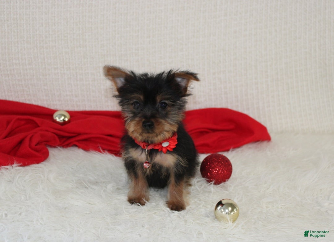Yorkshire Terrier dogs for sale: Donnie - Ad 13