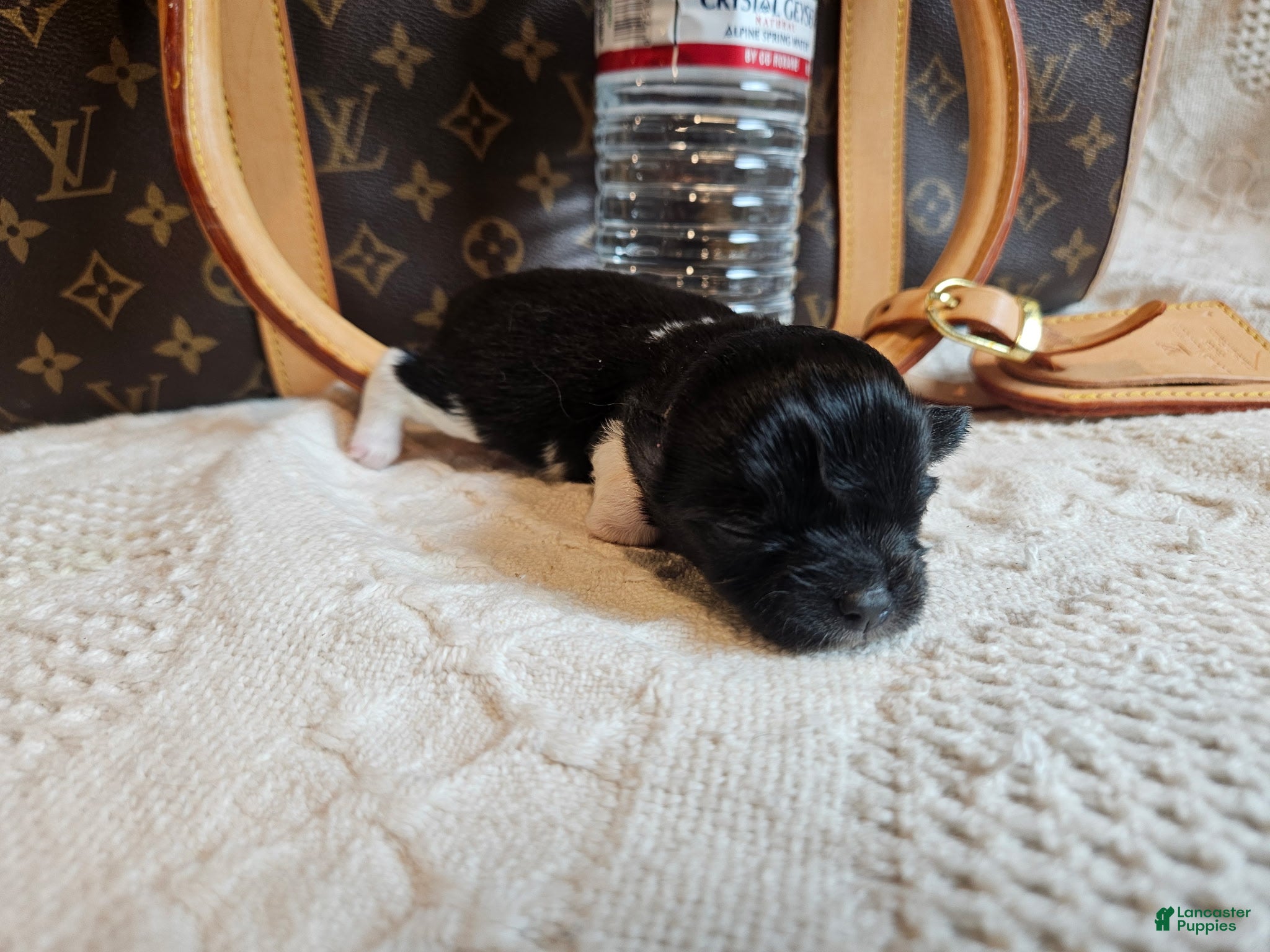 Chihuahua dogs Mia - Ad 9