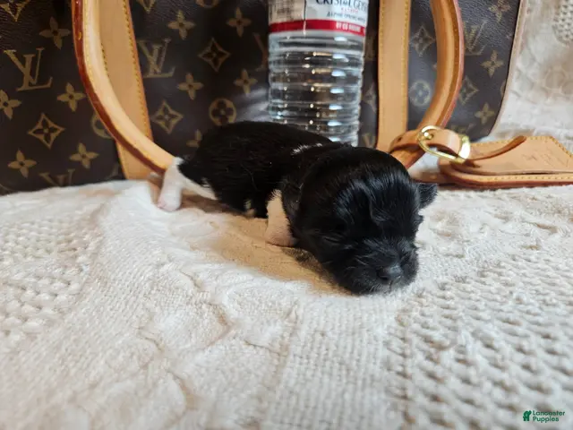 Chihuahua dogs for sale: Mia - Ad 11