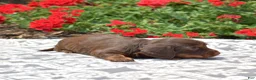 Miniature Dachshund dogs for sale: Fiddle  - Ad 5