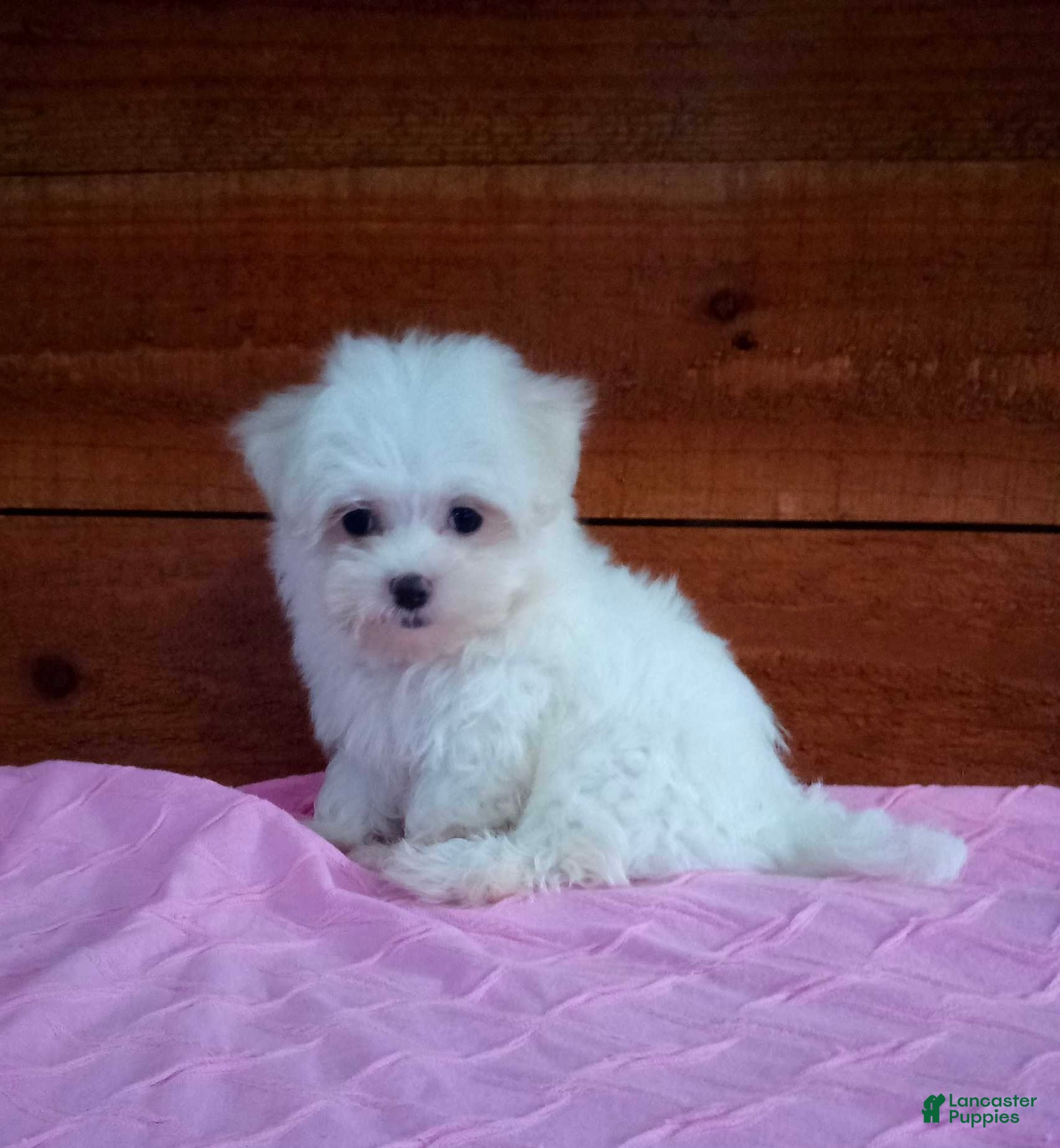 Maltese dogs Sophie - Ad 2