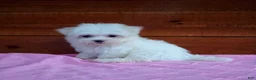 Maltese dogs for sale: Sophie - Ad 3