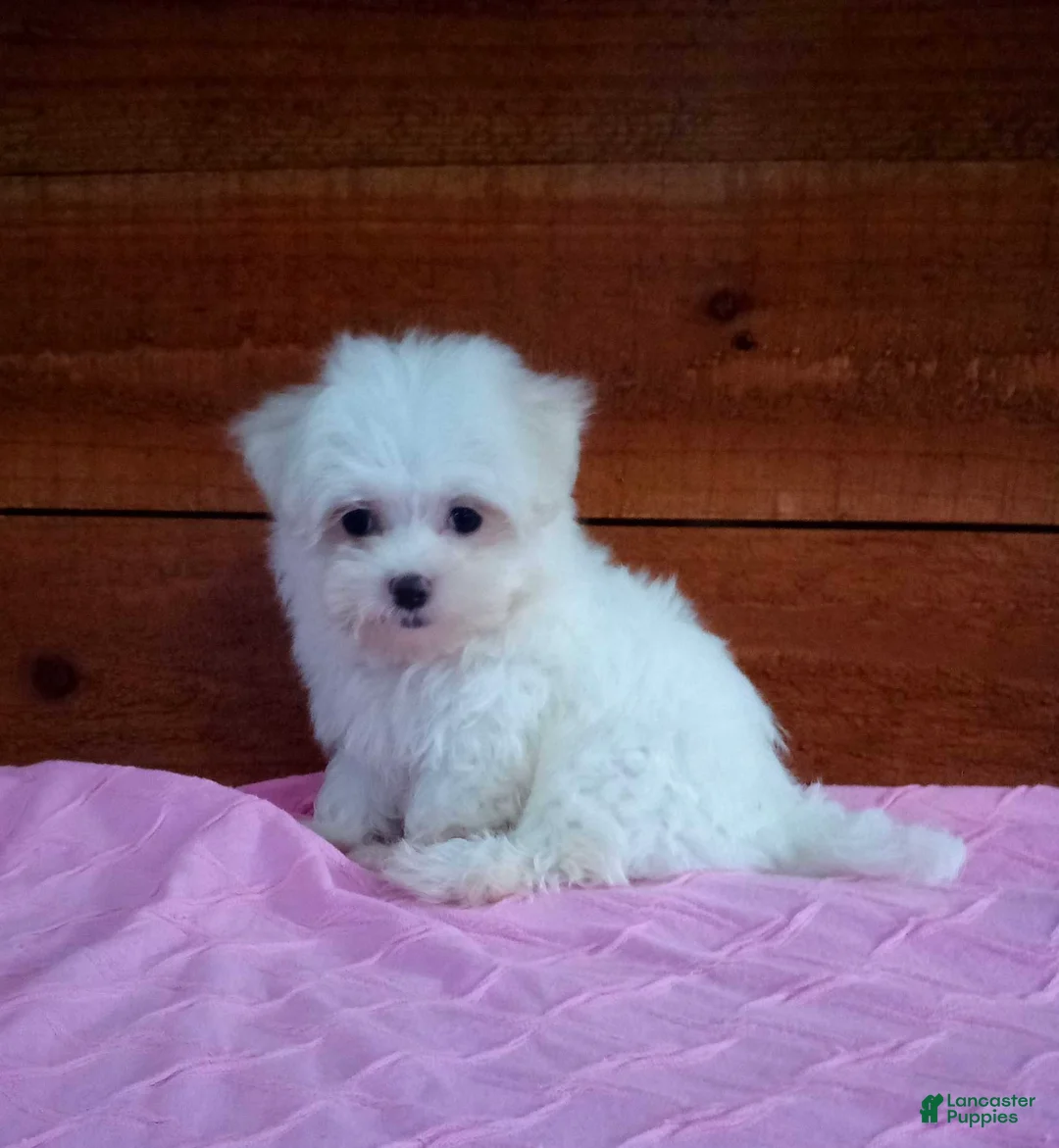 Maltese dogs for sale: Sophie - Ad 3