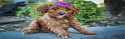 Cavapoo dogs for sale: RUSTY - Ad 13