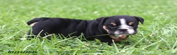 English Bulldog dogs for sale: Callie - Ad 6