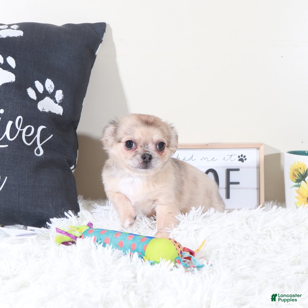 Chihuahua dogs for sale: Chihuahua Puppy Avery - Ad 4