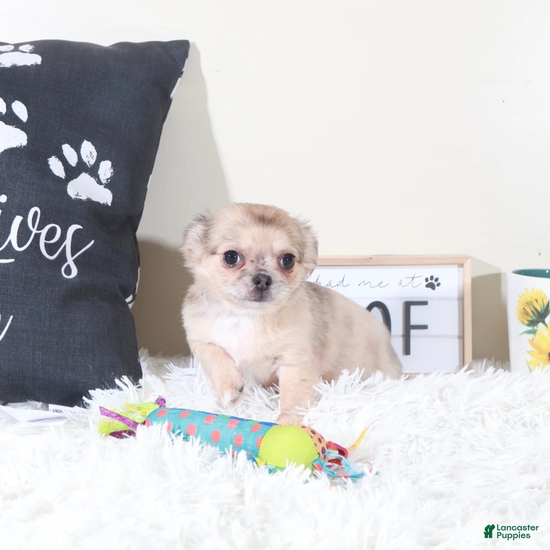 Chihuahua dogs for sale: Chihuahua Puppy Avery - Ad 4