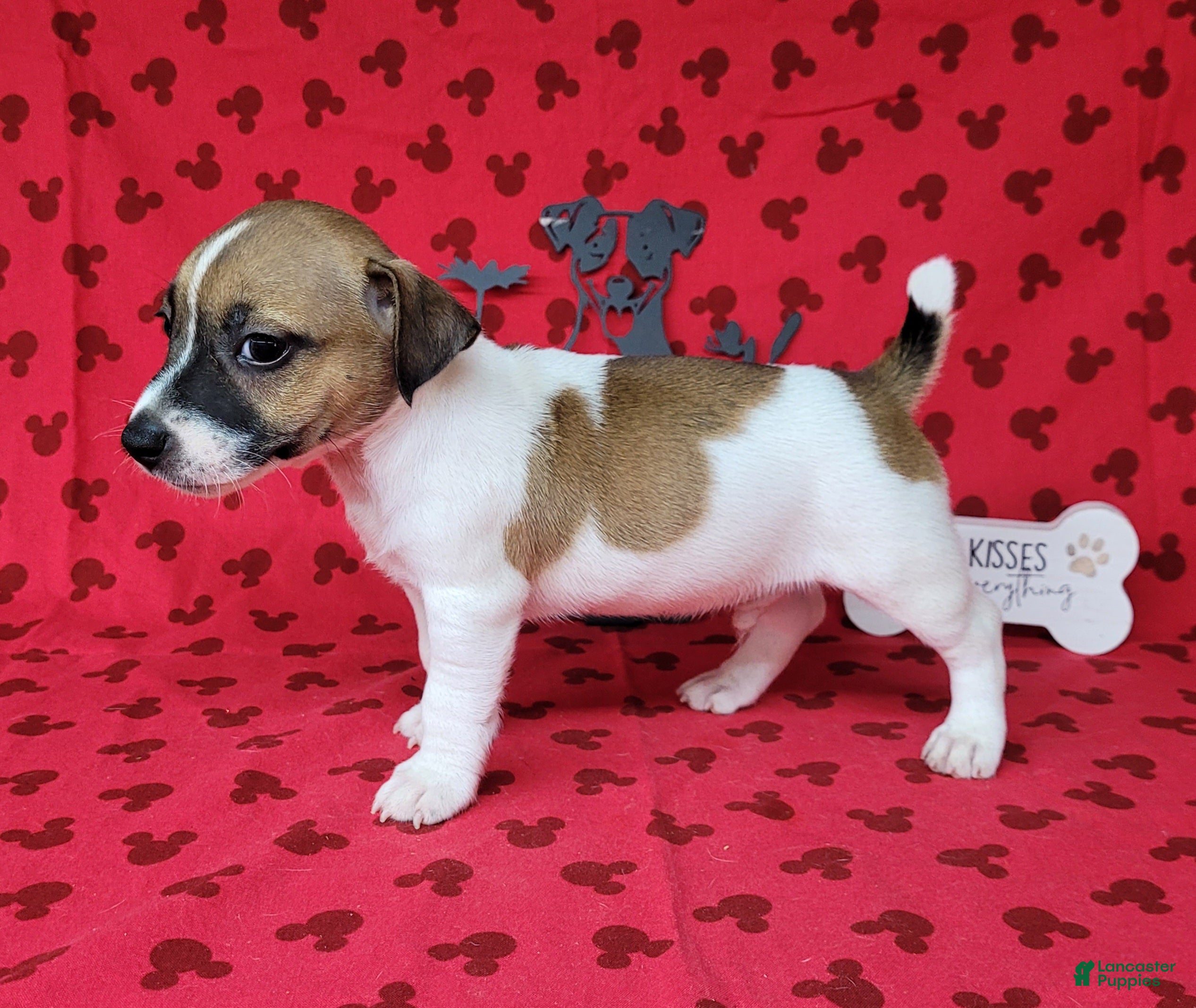 Jack Russell Terrier dogs Pyro CKC Reg male  - Ad 2