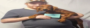 Irish Setter Purple Collar