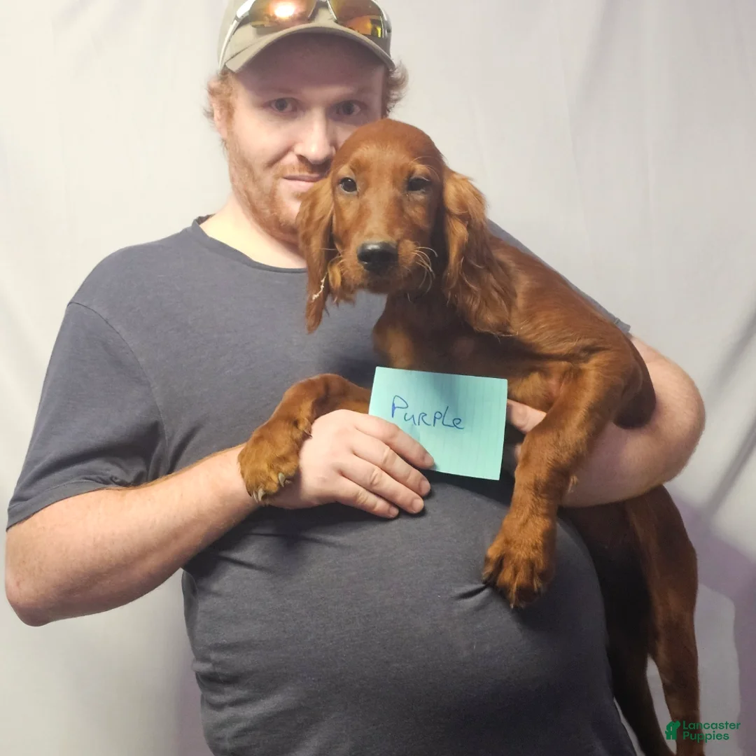 Irish Setter dogs for sale: Irish Setter Purple Collar - Ad 1